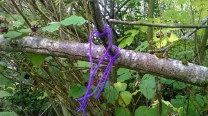 Clooties on Tree. Brigid's Well, County Kildare, Ireland.